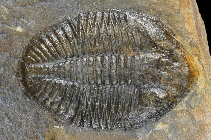 Ogyginus Trilobite - Wales, Great Britian #130195